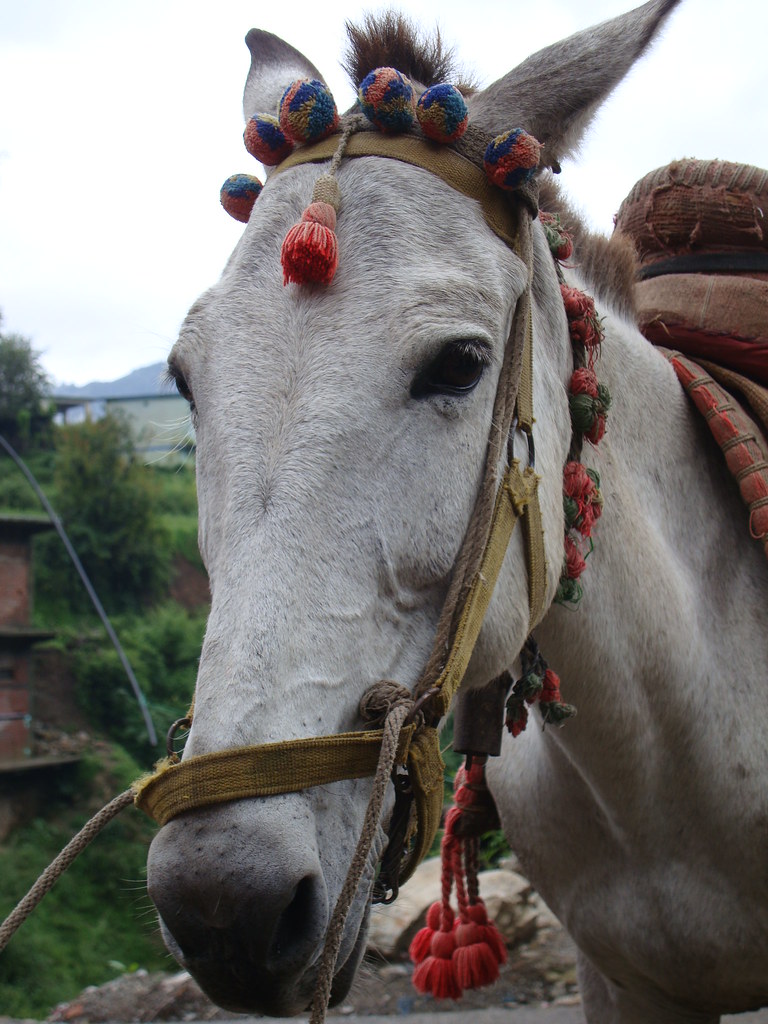 Uttarakhand Ki Kho Kho Team Ne Jeeta